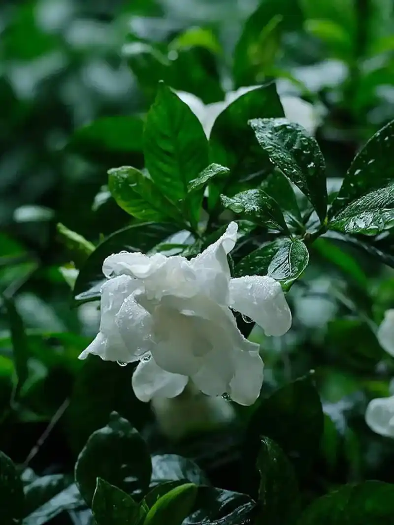 【每日一花】栀子花 栀子花的花语:喜悦,坚强,永恒的爱,一生的守候.