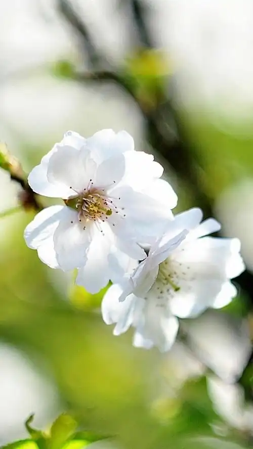 壁纸 白樱花,树枝,春天 1920x1200 hd 高清壁纸, 图片, 照片