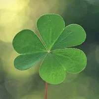 微信头像植物唯美清新_微信头像图片大全