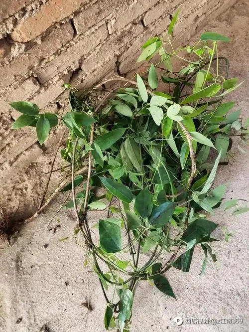 药铺中"威灵仙"长什么样?别称"百条根",一起来认识下吧! - 西瓜视频