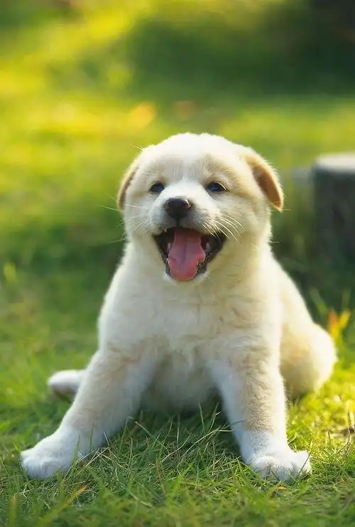 可爱狗狗图片 - 搜狗图片搜索