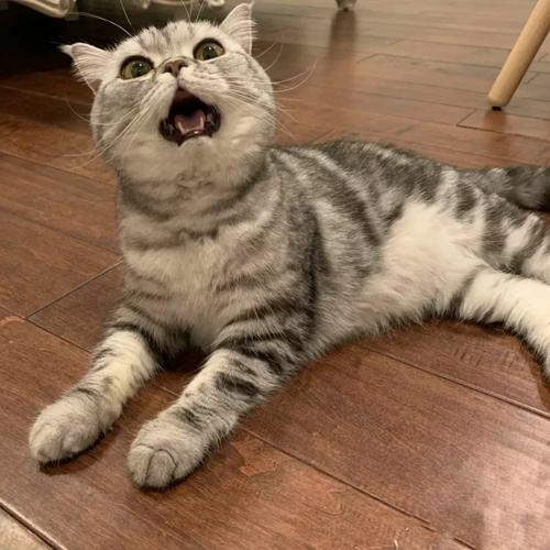 美短虎斑幼猫纯种美国短毛猫幼崽活体小猫咪银虎斑棕虎斑标斑