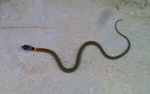 请问这是什麼蛇