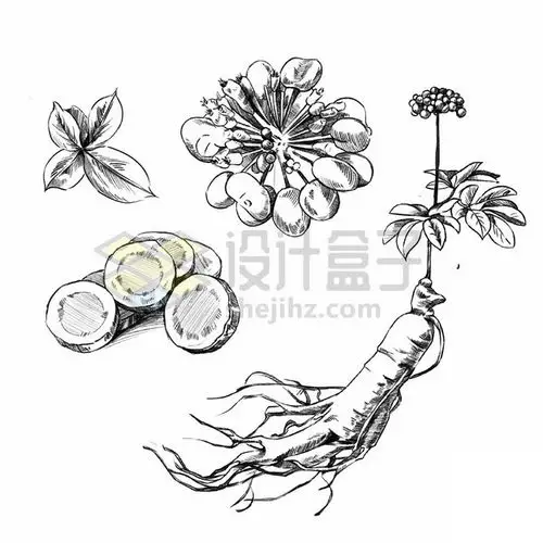 人参黑白插画980314psdpng图片素材
