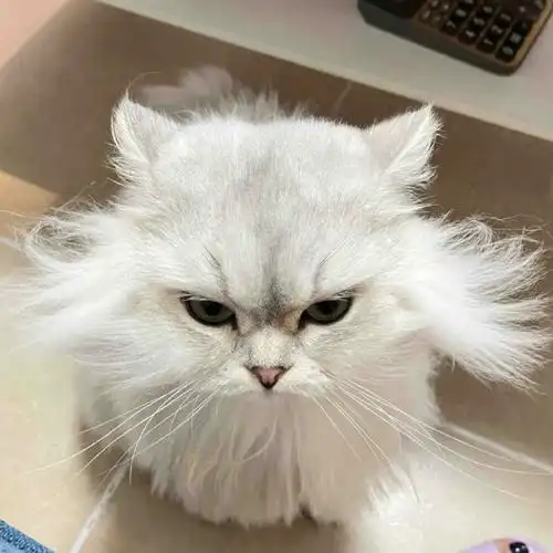 小猫生气脸大赛#这小表情凶的嘞