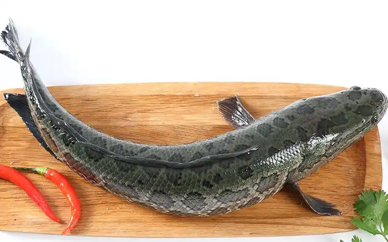 市场监管总局通报检出禁用物质,这些活乌鱼你吃过吗?