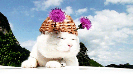 猫咪喵星人搞笑可爱淘气花篮gif动图_动态图_表情包下载_soogif