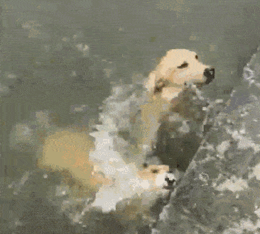 但是,也会有很多例外,有一些狗狗就特别怕水,甚至,有些狗狗在水中可能