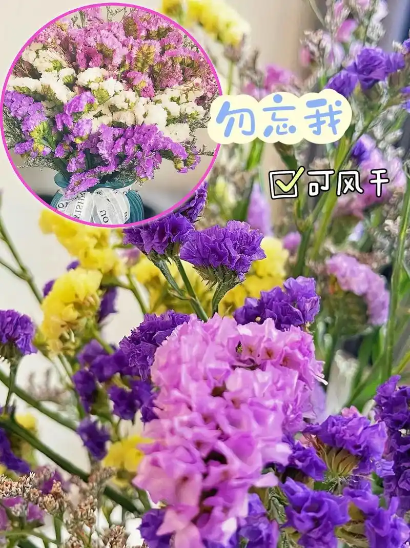 勿忘我可风干鲜花.勿忘我的花语:永恒的爱,不变的心,永远的回 - 抖音