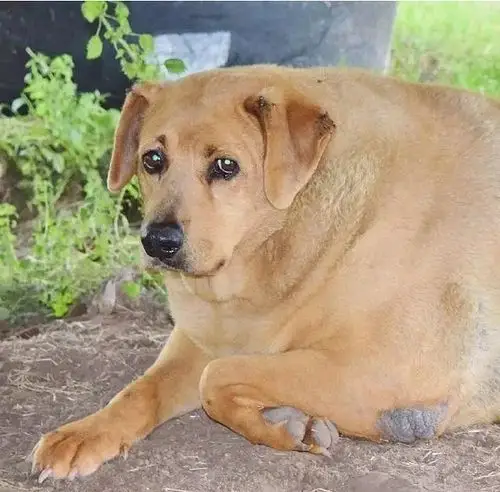 大狗狗图片,这只大狗狗宅在收容所里五年,胖得让人震惊!