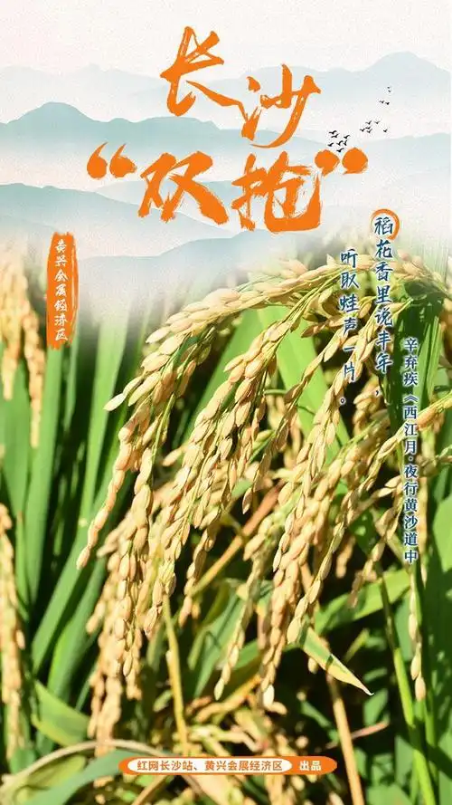 诗词海报·长沙"双抢"②丨黄兴会展经济区:风吹稻浪"丰"景独好|早稻