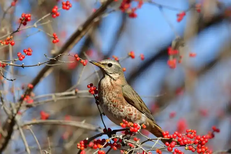 金银花树的果实不仅好看,而且是多种鸟类的美食,红尾鸫就是其中