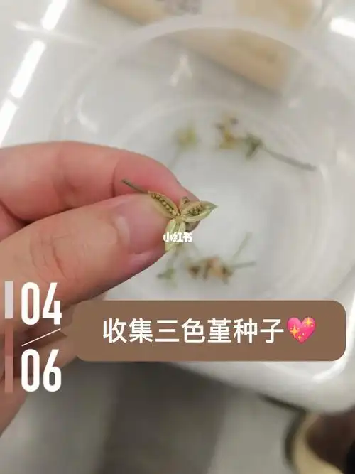 假期最后一天收集三色堇的种子
