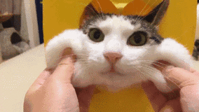 小胖脸外而有些铲屎官还需要招认的是"馋它们的身子"说白了就是那就是