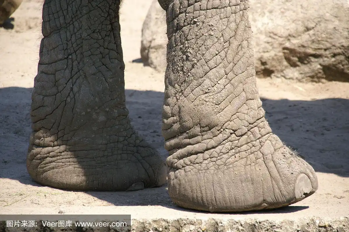 大象的前脚特写