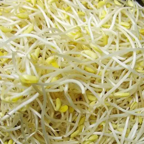 供无根黄豆芽,无根绿豆芽