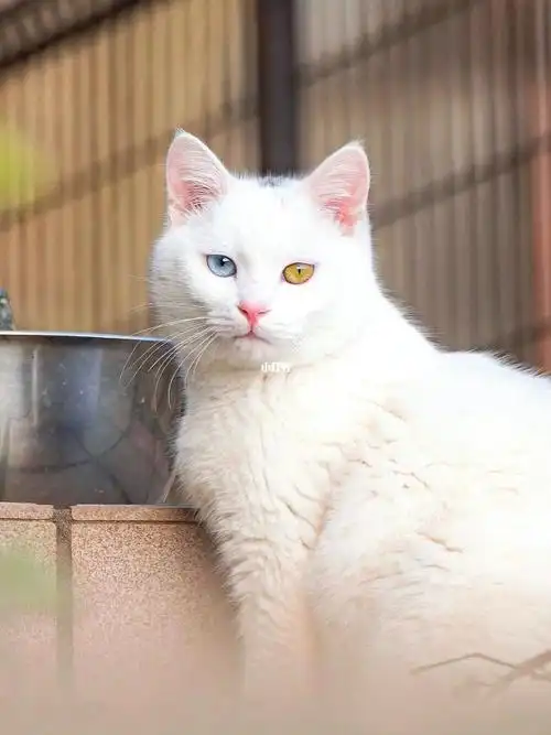 异瞳白猫真是美的窒息