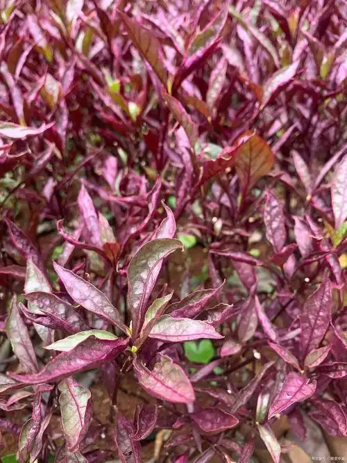 没想到带腥味的红背菜对人体有这么多好处!