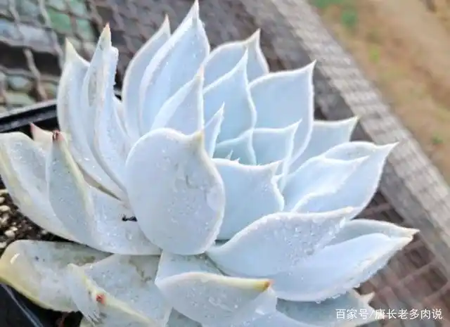 冷门多肉日立昂可洁白如雪,可粉如桃花,我相信你应该没有养过