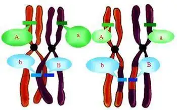 同源染色体大小形状是否一定相同