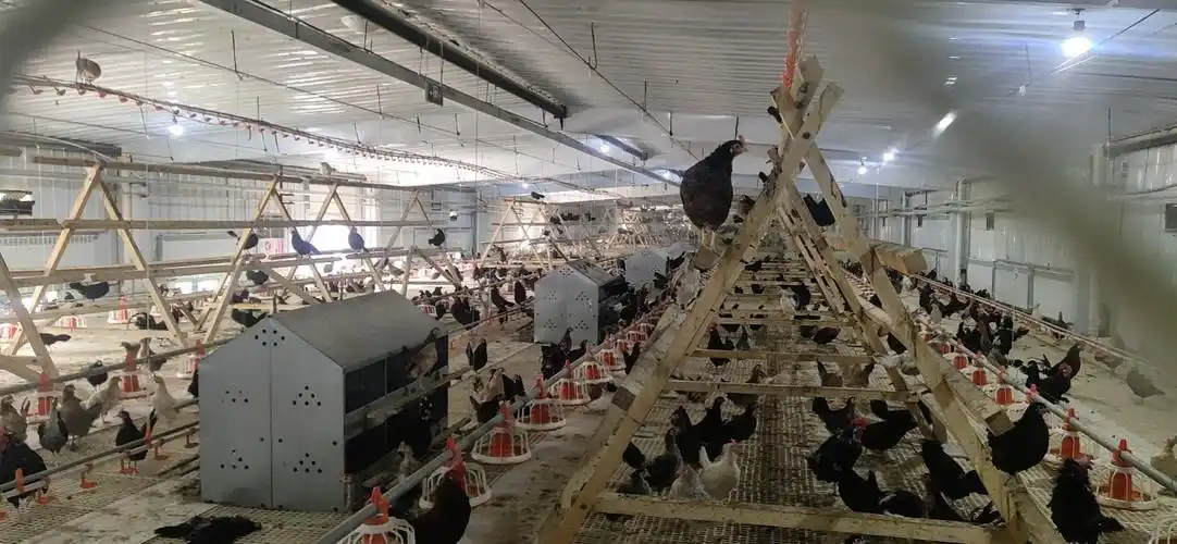 图为:藏鸡养殖基地图为:藏鸡养殖相关制度