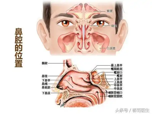 鼻炎的病变在鼻腔,鼻窦炎的病变包括鼻腔和鼻窦.