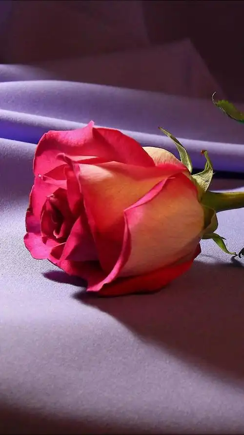 爱情浪漫红玫瑰花