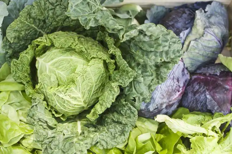 德语阅读:这7种食物可以让你变成最强大脑