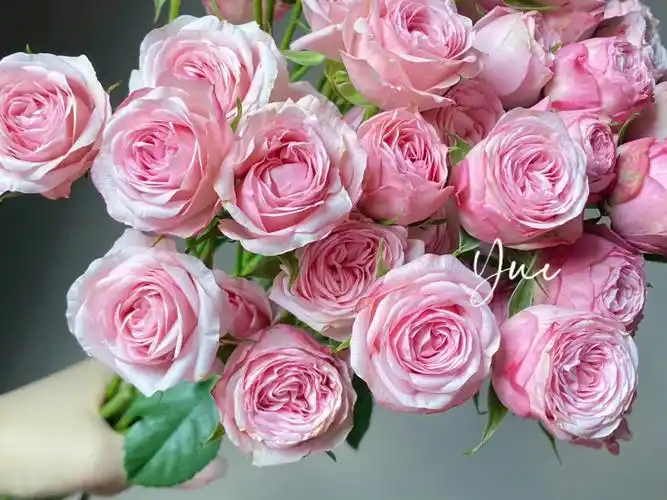 多头玫瑰宏博佳娜