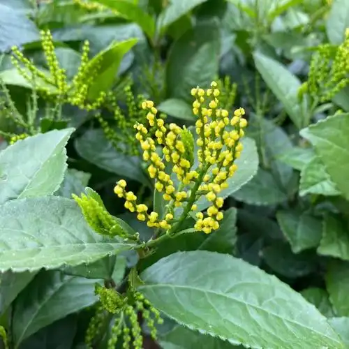 包邮带花发货 珠兰金粟兰鱼子兰鸡爪兰 姿态优美庭院阳台盆栽植物