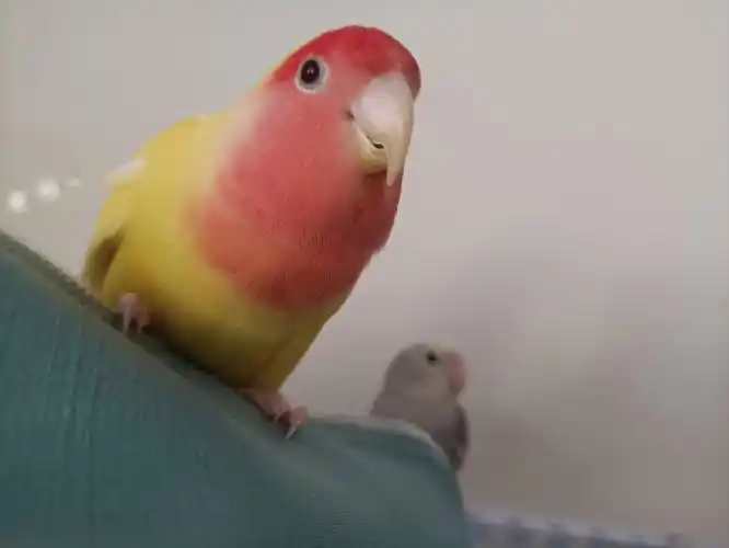 第一次养黄桃鹦鹉要注意些什么