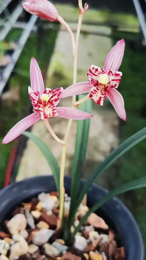 建兰红三娘开了,好香