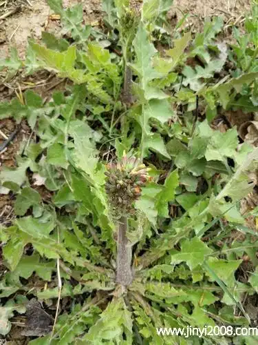 还阳草的功效与作用