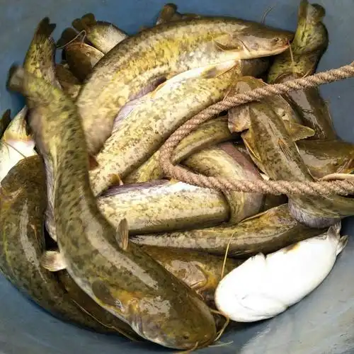 鱼苗南方大口鲶鱼活体冷水养殖淡水观赏小鱼鱼