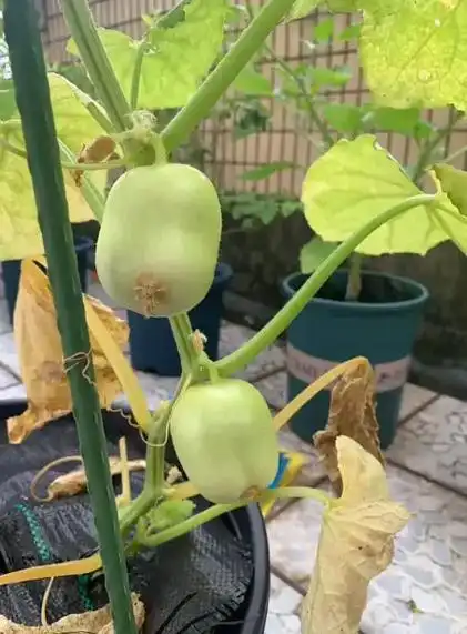 拇指黄瓜,是一种水果黄瓜,也叫金童玉女瓜,是由 - 抖音