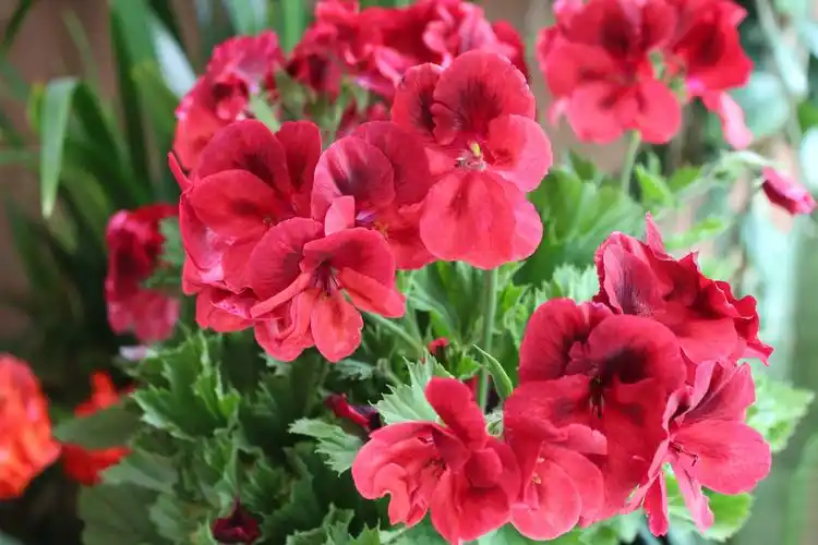 大花天竺葵