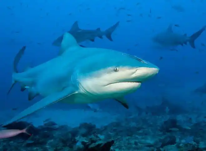 我当时被吓出了屎澳洲小哥亲述遭到鲨鱼袭击全过程太可怕了