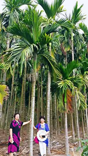 槟榔树,外形酷似椰子树,但它比椰子树长的更高更直,最高的可长到30米.