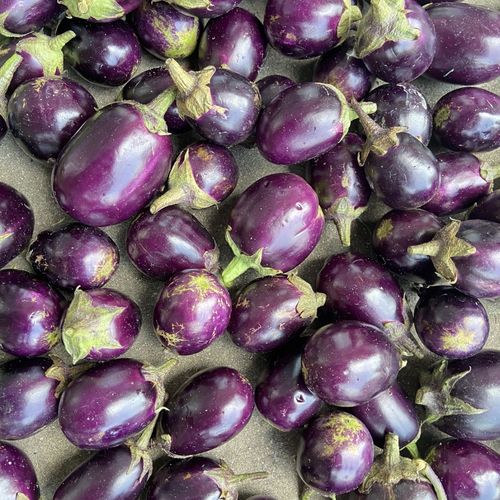 湖北咸宁通城本地茄子小卢土特产卢小丽5斤茄子新鲜小茄子