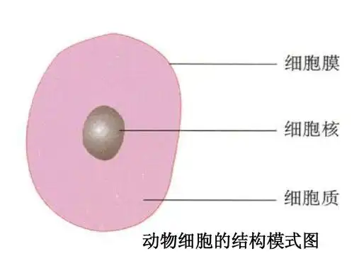 hao 动物细胞的结构模式图