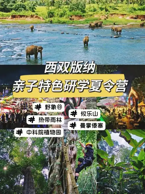 西双版纳亲子特色研学夏令营探秘雨林