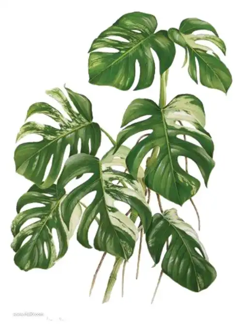 森系北欧热带雨林手绘水彩树叶绿植插画png素材