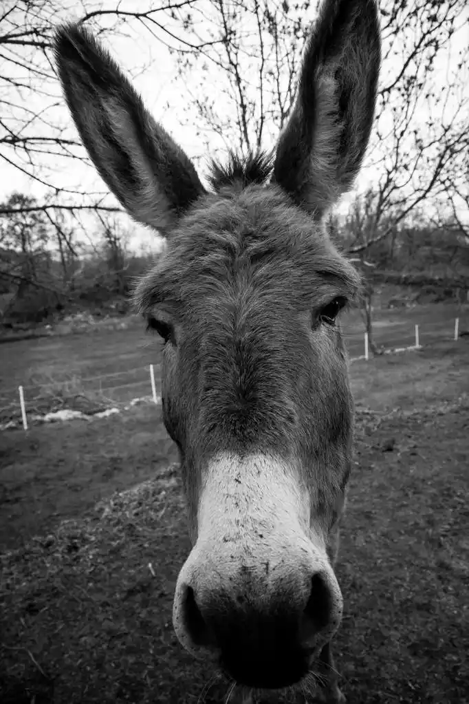 驴的脸上,黑色和白色的驴子的脸