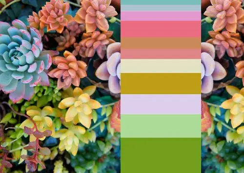 多肉植物色彩搭配