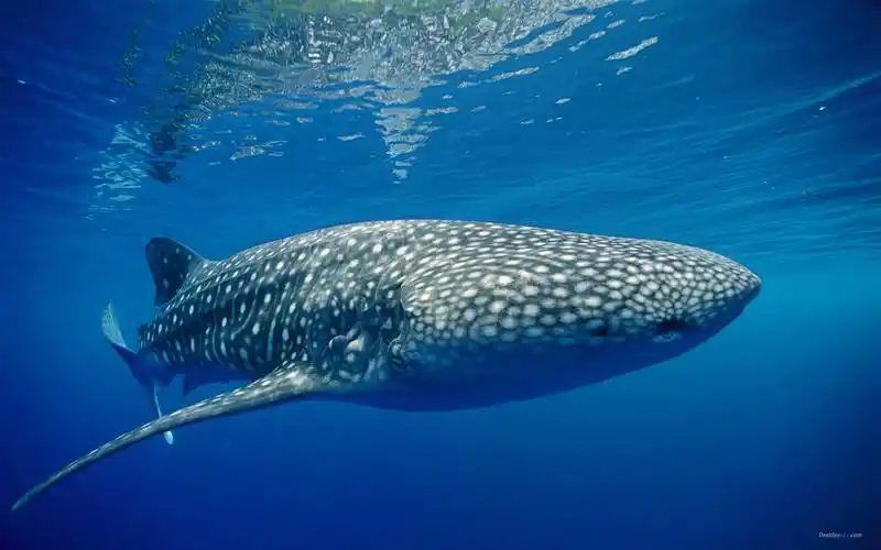 美丽海洋生物海中之王凶猛鲨鱼高清桌面壁纸(三)