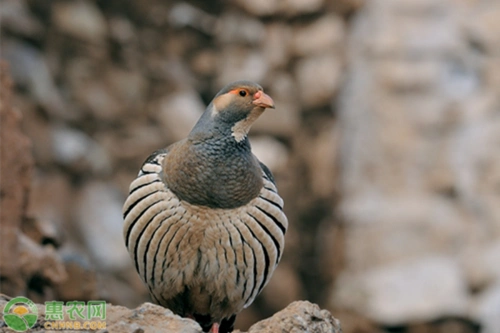 辰颐物语编辑部整理天山雪鸡价格多少养殖天山雪鸡赚钱么