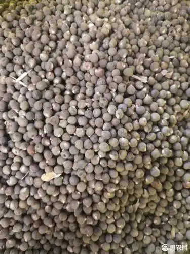 黄蜀葵种子 原种