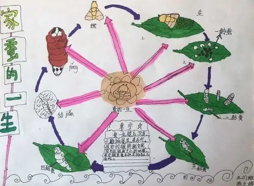 植物的生长过程带给我们许多惊喜,那么动物的生长历程呢?