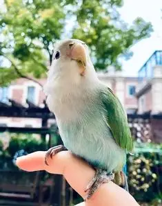 绿金顶鹦鹉牡丹半毛手养亲人鹦鹉,牡丹鹦鹉,各种颜色,手养合法