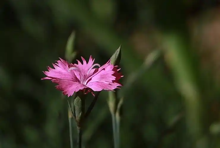 关东百花园265粉色石竹花